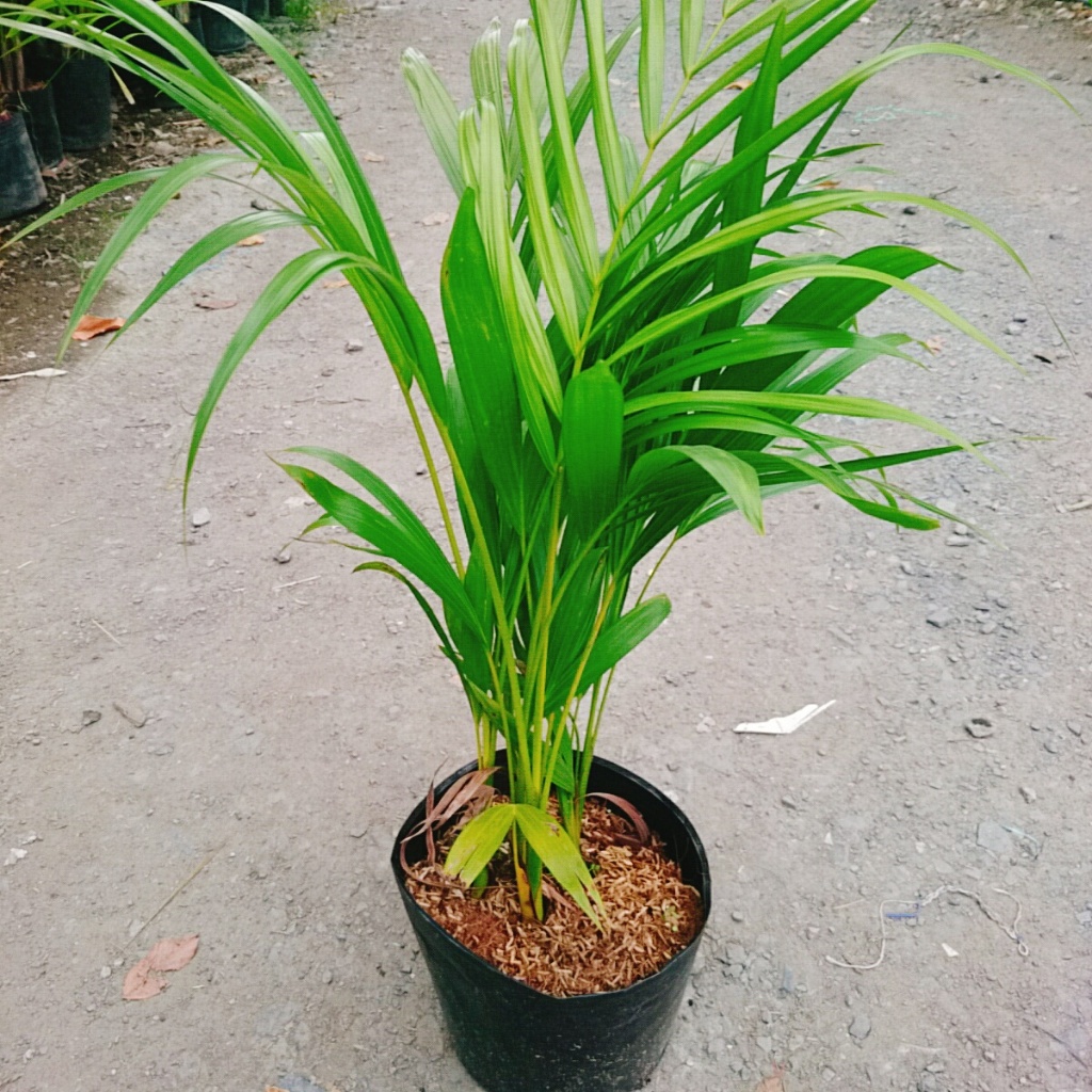 Cây Cau Vàng - cây cảnh trong nhà mang lại may mắn và tạo không gian xanh giúp thư giản