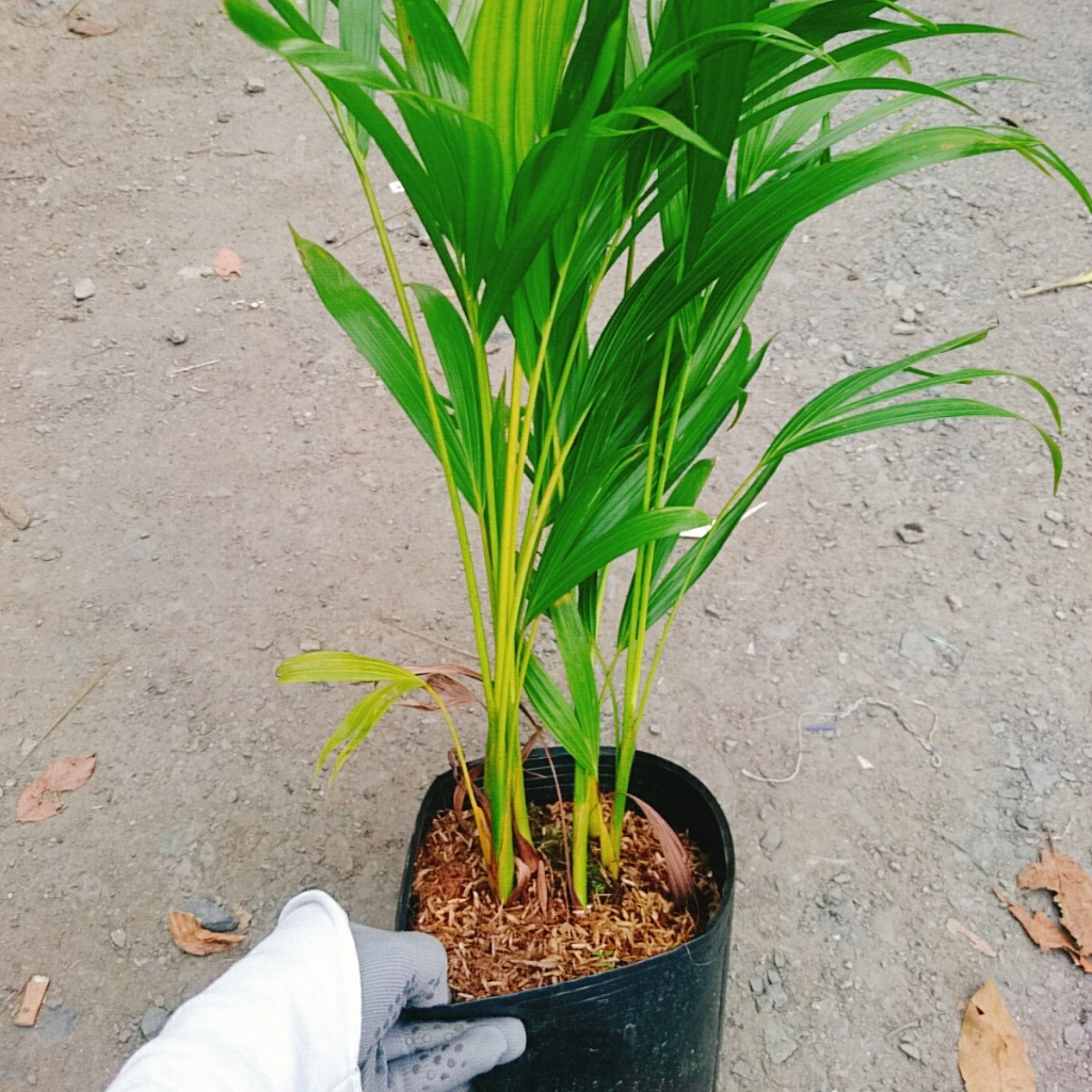 Cây Cau Vàng - cây cảnh trong nhà mang lại may mắn và tạo không gian xanh giúp thư giản
