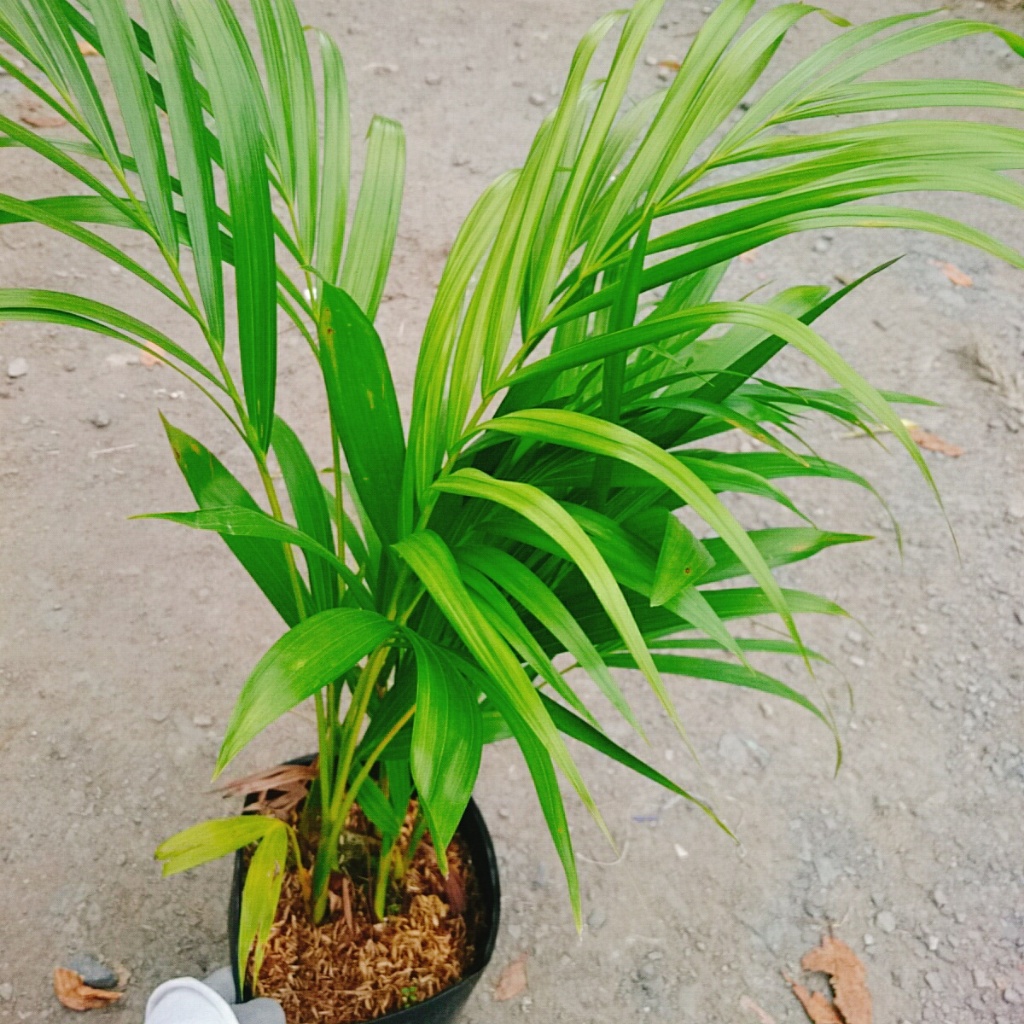 Cây Cau Vàng - cây cảnh trong nhà mang lại may mắn và tạo không gian xanh giúp thư giản