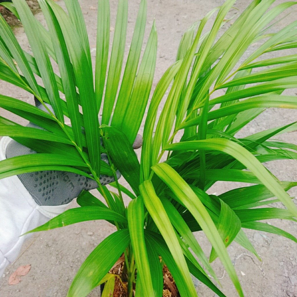 Cây Cau Vàng - cây cảnh trong nhà mang lại may mắn và tạo không gian xanh giúp thư giản