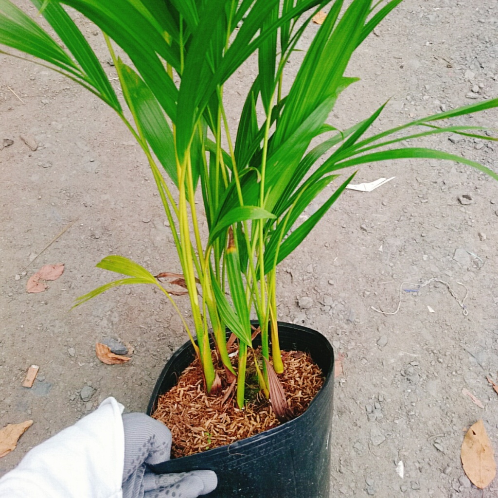 Cây Cau Vàng - cây cảnh trong nhà mang lại may mắn và tạo không gian xanh giúp thư giản