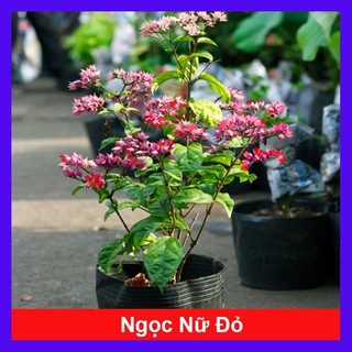 Cây ngọc nữ đỏ - cây dây leo hoa đẹp trồng sân vườn