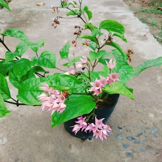 Cây ngọc nữ đỏ - cây dây leo hoa đẹp trồng sân vườn