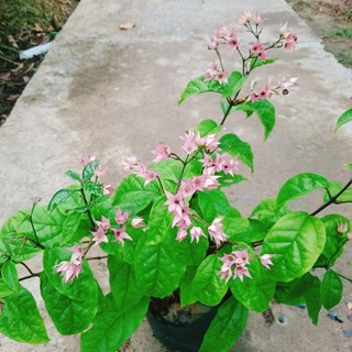 Cây ngọc nữ đỏ - cây dây leo hoa đẹp trồng sân vườn