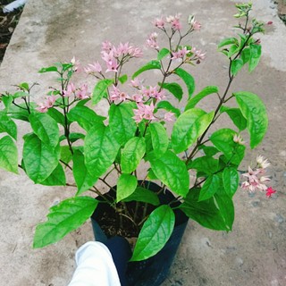 Cây ngọc nữ đỏ - cây dây leo hoa đẹp trồng sân vườn
