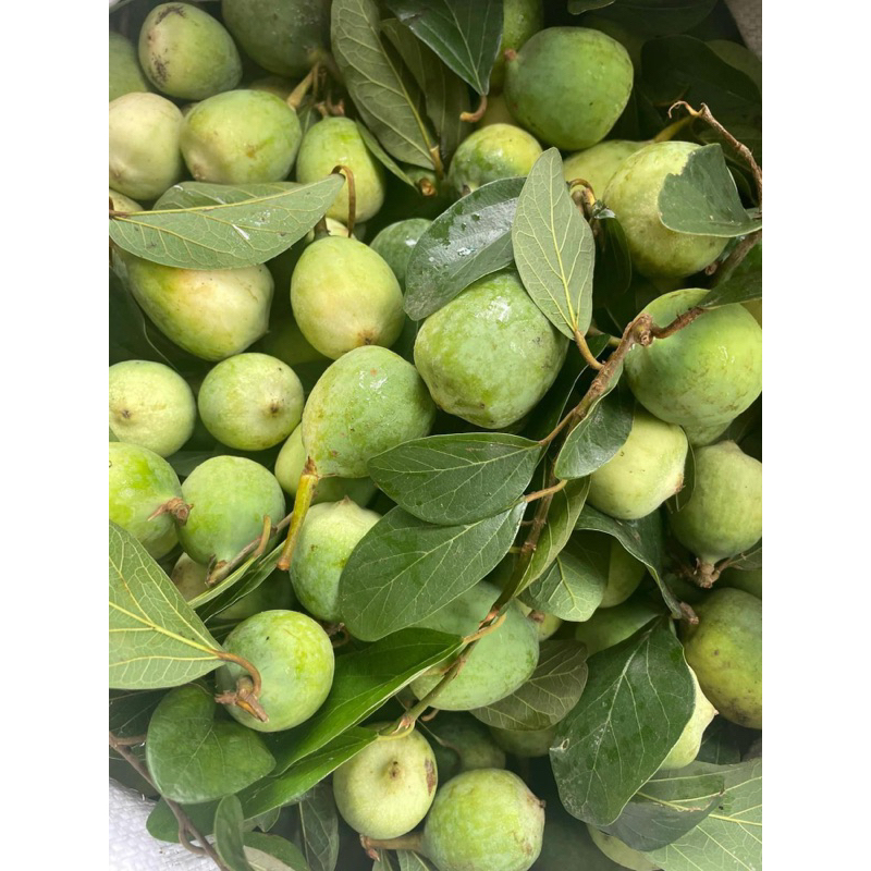 Quả trâu cổ nếp(quả tươi đẹp,ngâm thơm, khô, sạch)1kg Vương bất lưu hành-Tặng kèm táo đỏ kỉ tử