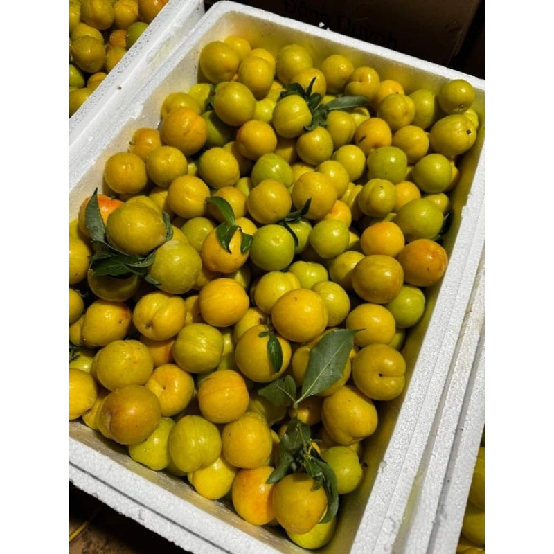 Cây giống mận róc hạt (siêu ngọt) | Shopee Việt Nam