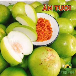 Cây Táo Thái THIỆN FARM 60cm, giòn ngọt mọng nước, cây trồng chậu, trồng thùng xốp, trồng ban công