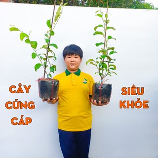 Cây Táo Thái THIỆN FARM 60cm, giòn ngọt mọng nước, cây trồng chậu, trồng thùng xốp, trồng ban công