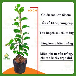 Cây Táo Thái THIỆN FARM 60cm, giòn ngọt mọng nước, cây trồng chậu, trồng thùng xốp, trồng ban công