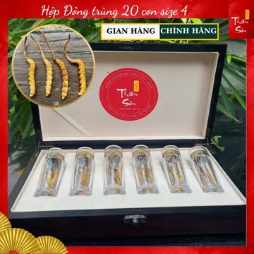 20 con Đông trùng Hạ thảo Tây Tạng size 4, Hộp quà tặng Đông trùng Hạ thảo cao cấp
