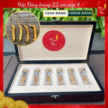 22 con Đông trùng Hạ thảo Tây Tạng size 4, Hộp quà tặng Đông trùng Hạ thảo cao cấp