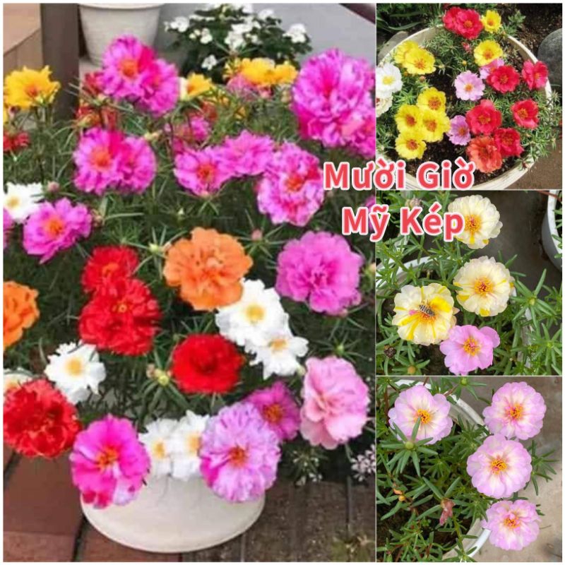 Hạt Giống Hoa Mười Giờ Mỹ  2000 hạt 💖 Sale Sock💖nảy mầm cực đỉnh dễ trồng
