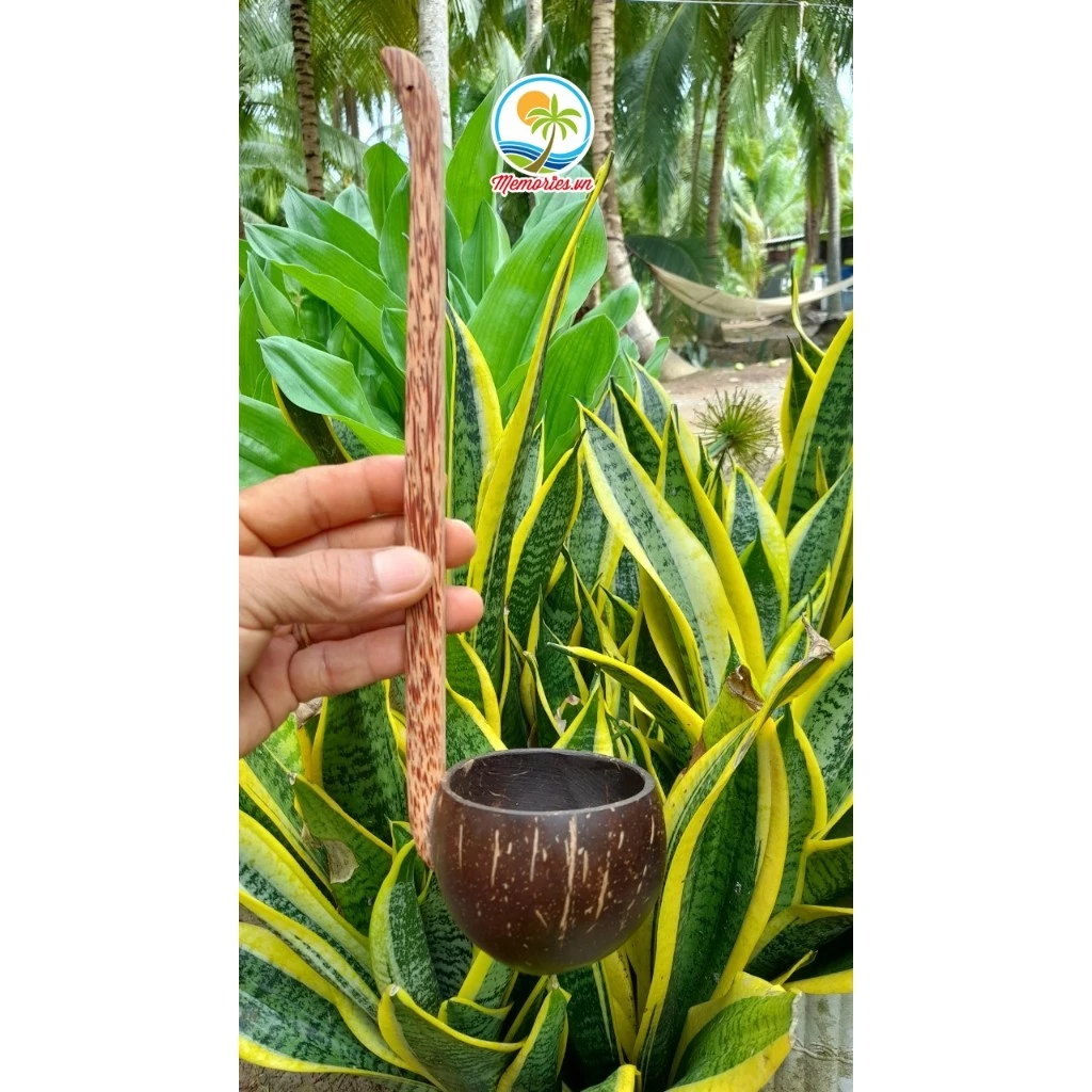 Gáo Múc Mật/ Nước/ Rựu Bằng Gáo Dừa Loại Cán Đứng - Phụ Kiện Trang Trí, Quà Tặng Handmade, Decor