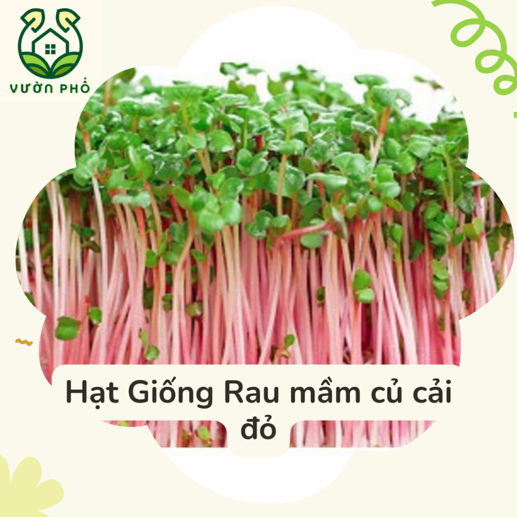 Hạt Giống Rạng Đông - Hạt Giống Rau mầm củ cải đỏ Rado 105 30g - Hạt ...