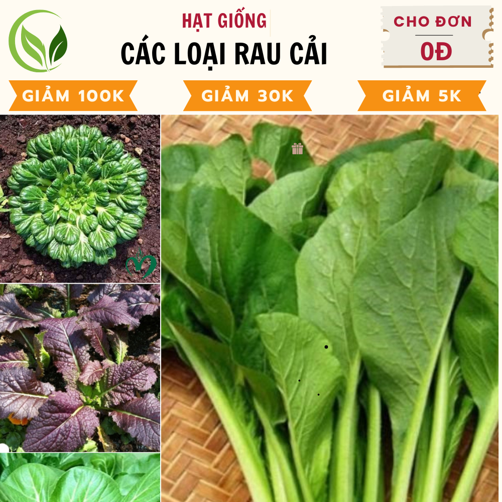 Hạt Giống Rau Cải các loại - Rau Sạch, Tươi Ngon Tự Nhiên | Shopee Việt Nam