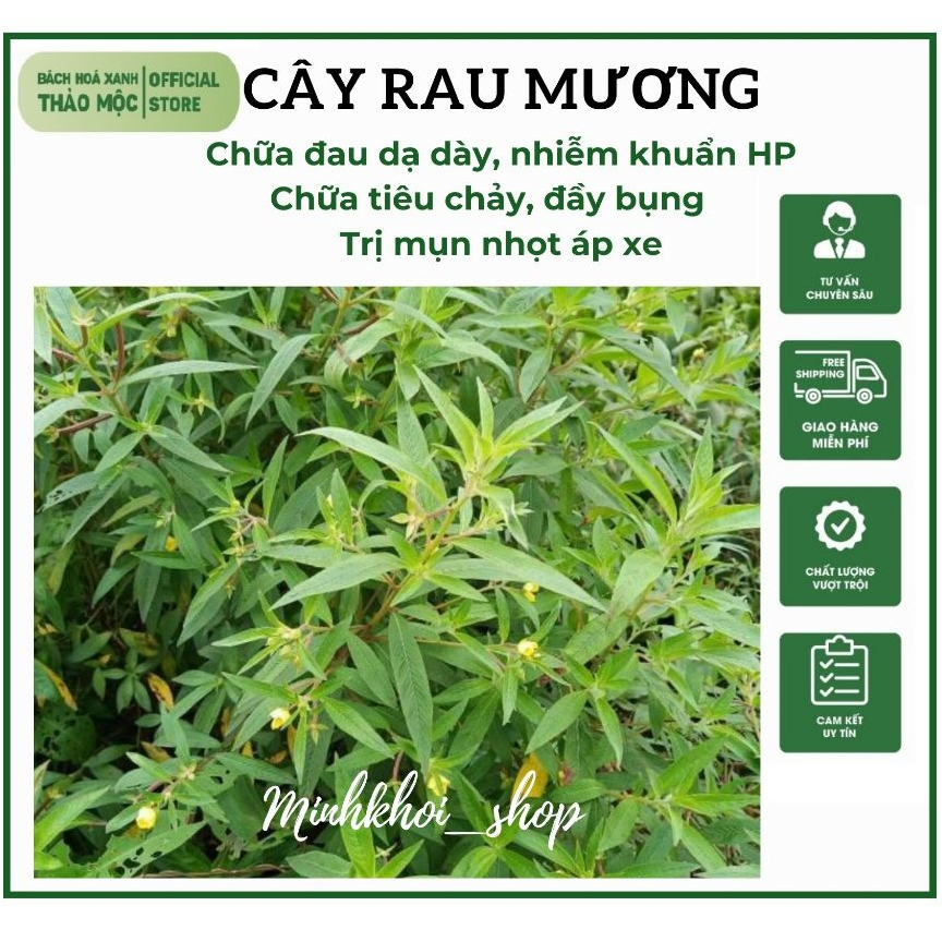 1Kg Cây Rau Mương, Cây Rau Máng Mương khô nhà phơi sạch sẽ, thơm uống ...