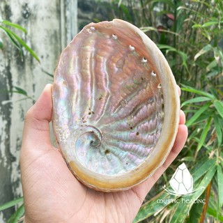 Vỏ Bào Ngư Đốt Xô Thơm Thanh Tẩy (Tùy Chọn Kèm Đế Gỗ) - Sản Phẩm Authentic Chính Hãng 100%