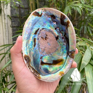 Vỏ Bào Ngư Đốt Xô Thơm Thanh Tẩy (Tùy Chọn Kèm Đế Gỗ) - Sản Phẩm Authentic Chính Hãng 100%