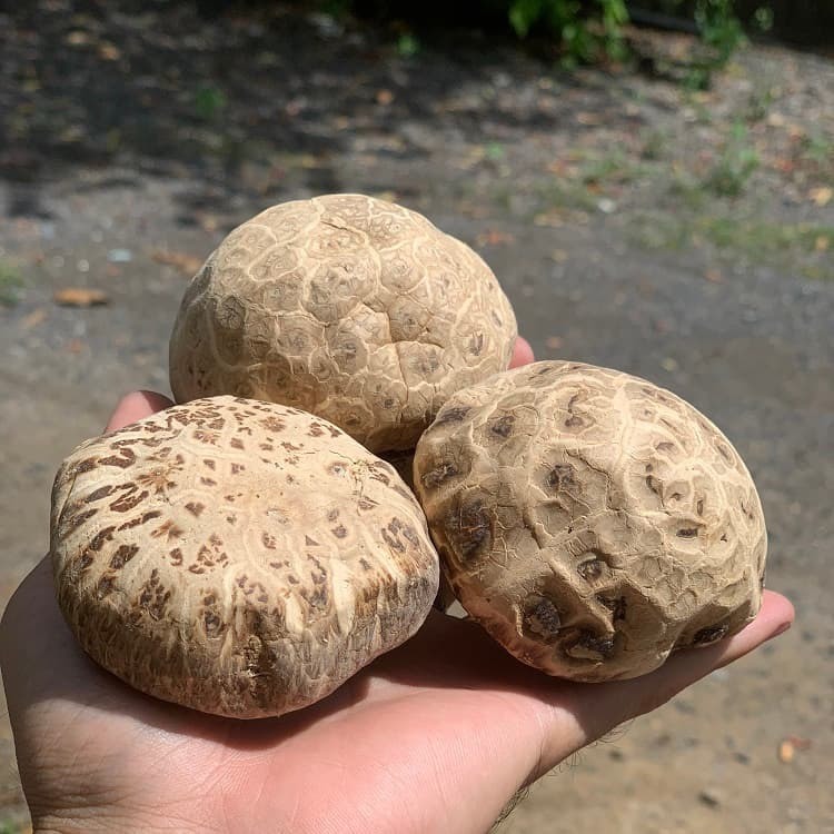 500GR Nấm Đông Cô NHẬT BẢN Khô ( Nấm To, Trắng, Hàng Thượng Hạng ) Thơm Ngon, Giàu Dinh Dưỡng