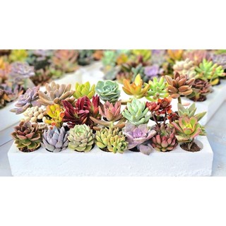 Combo 21 sen vỉ 3-5cm tặng thêm 2 sen có kèm chậu và đất đá sẵn tại vườn Mầm Nắng Garden lỗi 1 đền 1