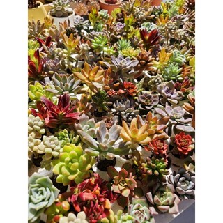 Combo 21 sen vỉ 3-5cm tặng thêm 2 sen có kèm chậu và đất đá sẵn tại vườn Mầm Nắng Garden lỗi 1 đền 1