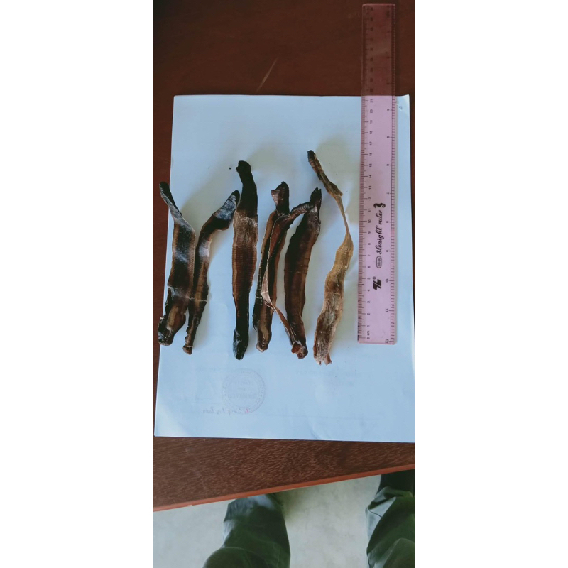250GR Địa Long Sấy Khô ( To, Sạch, Đẹp ) Hàng Loại 1