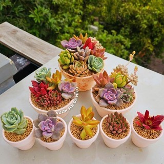 Combo sen đá trồng sẵn chậu đất nung đủ size có sẵn tại vườn MẦM NẮNG GARDEN  lỗi 1 đền 1
