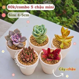 Combo sen đá trồng sẵn chậu đất nung đủ size có sẵn tại vườn MẦM NẮNG GARDEN  lỗi 1 đền 1