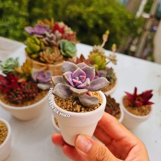 Combo sen đá trồng sẵn chậu đất nung đủ size có sẵn tại vườn MẦM NẮNG GARDEN  lỗi 1 đền 1