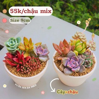 Combo sen đá trồng sẵn chậu đất nung đủ size có sẵn tại vườn MẦM NẮNG GARDEN  lỗi 1 đền 1