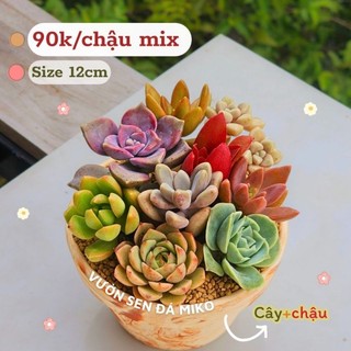 Combo sen đá trồng sẵn chậu đất nung đủ size có sẵn tại vườn MẦM NẮNG GARDEN  lỗi 1 đền 1