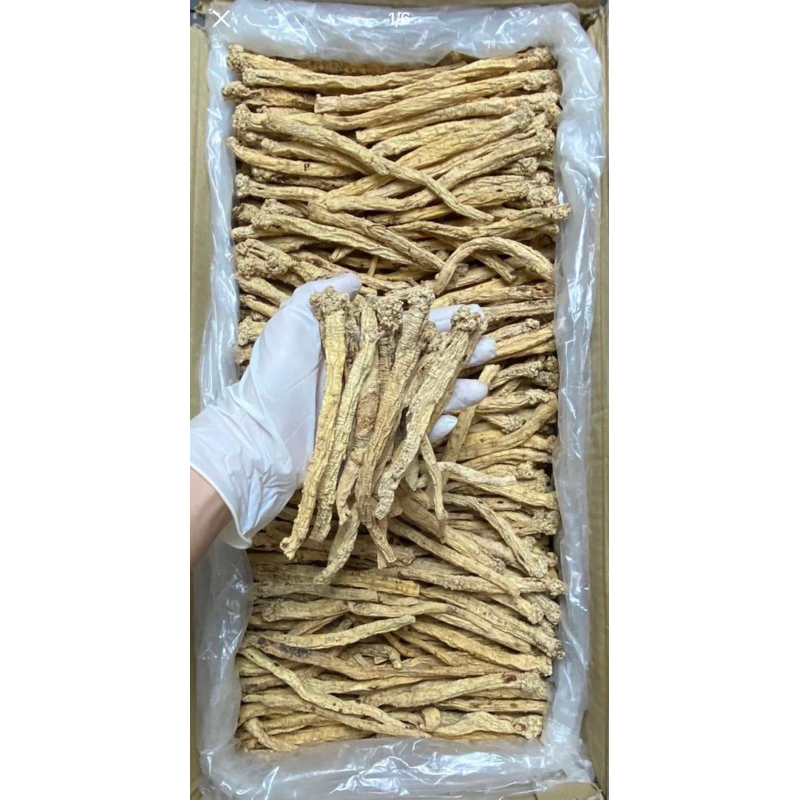 250GR Phòng Đẳng Sâm ( Khô, Đẹp ) Hàng Loại 1