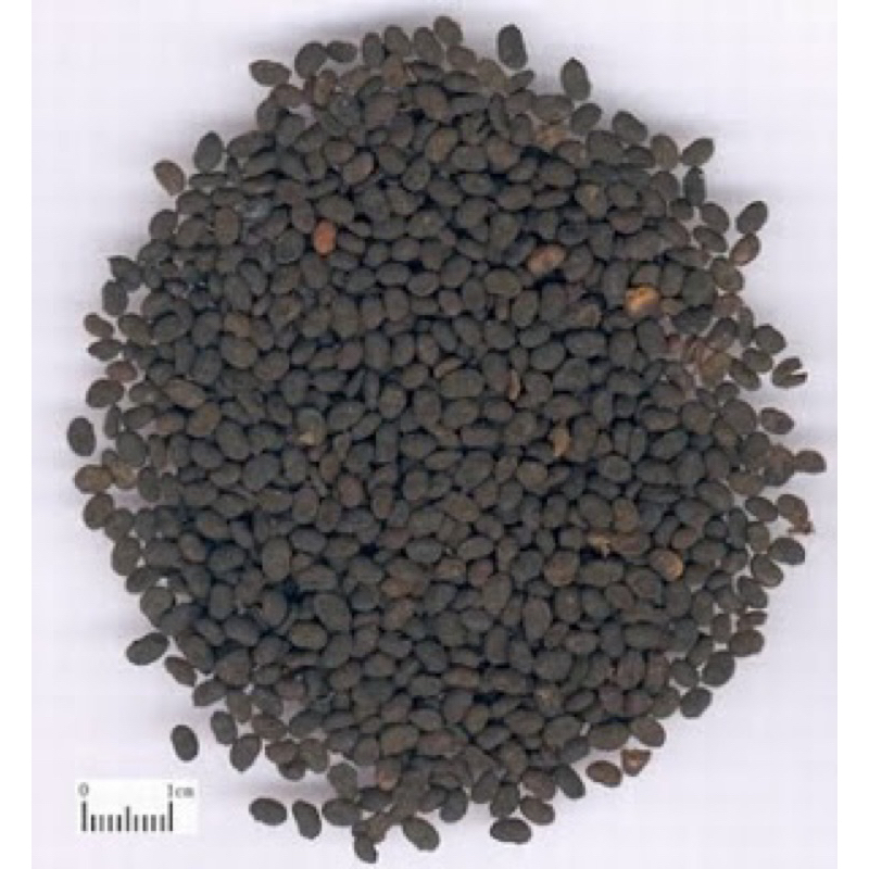 500GR Phá Cố Chỉ ( Bổ Cốt Chỉ ) Khô Hàng Loại 1