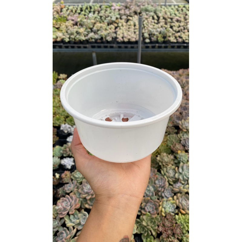Chậu Ươm Nhựa Giấy trồng sen đá, xương rồng, cây cảnh | Shopee Việt Nam