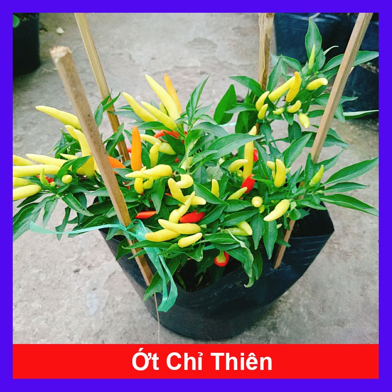 Cây ớt chỉ thiên đang hoa và quả - cây giao như video