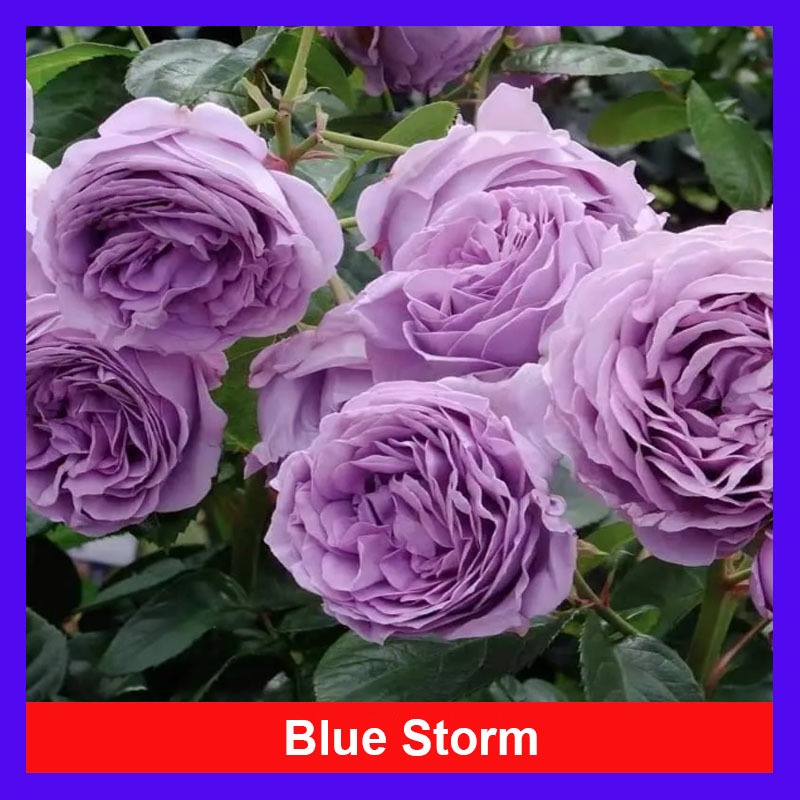 Hoa Hồng Blue Storm màu tím đẹp có hương thơm hoa quả