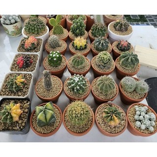 Xương rồng đủ loại size 5-7cm có sẵn tại vườn MẦM NẮNG GARDEN lỗi 1 đền 1