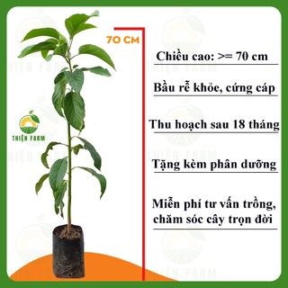 Cây Bơ 034 THIỆN FARM 70cm thịt dẻo vàng, vị béo bùi, ăn tươi, làm sinh tố, trồng chậu, thùng xốp