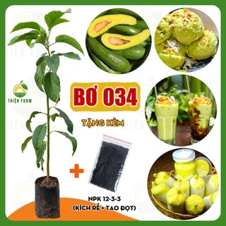Cây Bơ 034 THIỆN FARM 70cm thịt dẻo vàng, vị béo bùi, ăn tươi, làm sinh tố, trồng chậu, thùng xốp