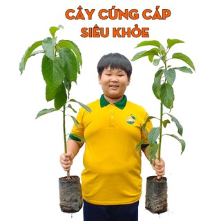 Cây Bơ 034 THIỆN FARM 70cm thịt dẻo vàng, vị béo bùi, ăn tươi, làm sinh tố, trồng chậu, thùng xốp