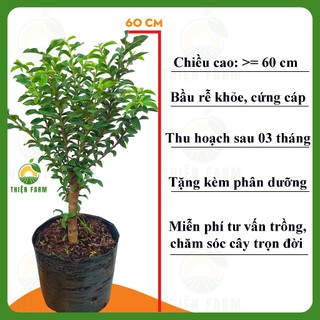 Cây Ổi Sẻ Lá Kim THIỆN FARM 60cm, vị chua ngọt, dễ đậu trái, trái quanh năm, trồng chậu, thùng xốp