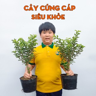 Cây Ổi Sẻ Lá Kim THIỆN FARM 60cm, vị chua ngọt, dễ đậu trái, trái quanh năm, trồng chậu, thùng xốp