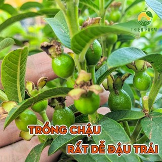 Cây Ổi Sẻ Lá Kim THIỆN FARM 60cm, vị chua ngọt, dễ đậu trái, trái quanh năm, trồng chậu, thùng xốp