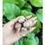COMBO 04 BỊT GÓC BÀN GẤU CON