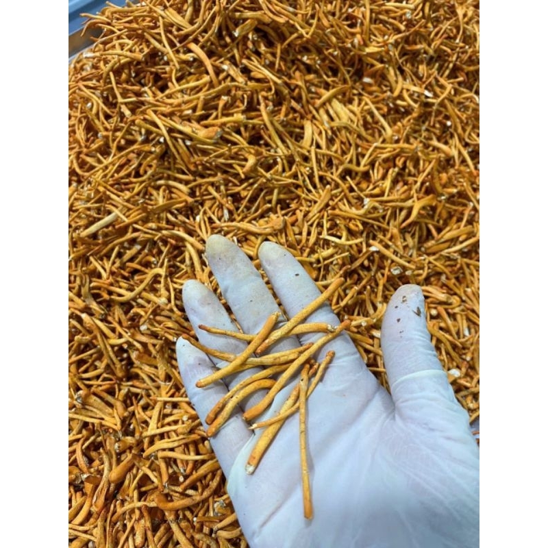Đông Trùng Hạ Thảo Khô An Thịnh Thượng Hạng Hộp 10 gram