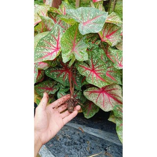 1 Củ môn đỏ trang trí bàn làm việc và chậu thủy sinh