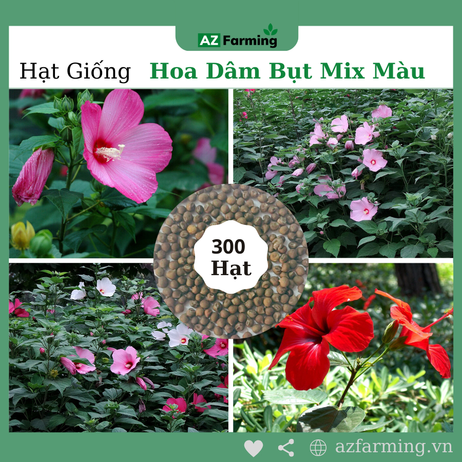 Hạt Giống Hoa Dâm Bụt (Hoa Râm Bụt) Mix Màu - Gói 300 Hạt - AZ Farming ...