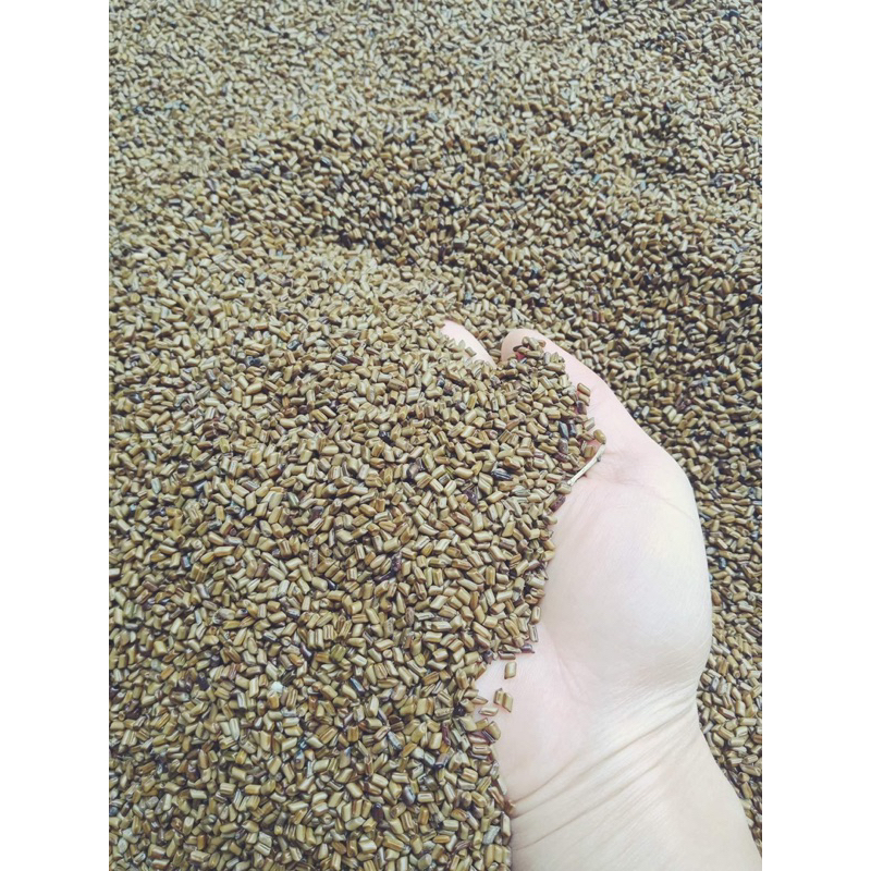 500GR Hạt Muồng | Thảo Quyết Minh | Quyết Minh Tử | Dùng Pha Trà Giúp Cải Thiện Thị Lực, An Thần Ngủ Ngon