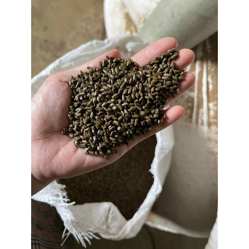 500GR Hạt Muồng | Thảo Quyết Minh | Quyết Minh Tử | Dùng Pha Trà Giúp Cải Thiện Thị Lực, An Thần Ngủ Ngon